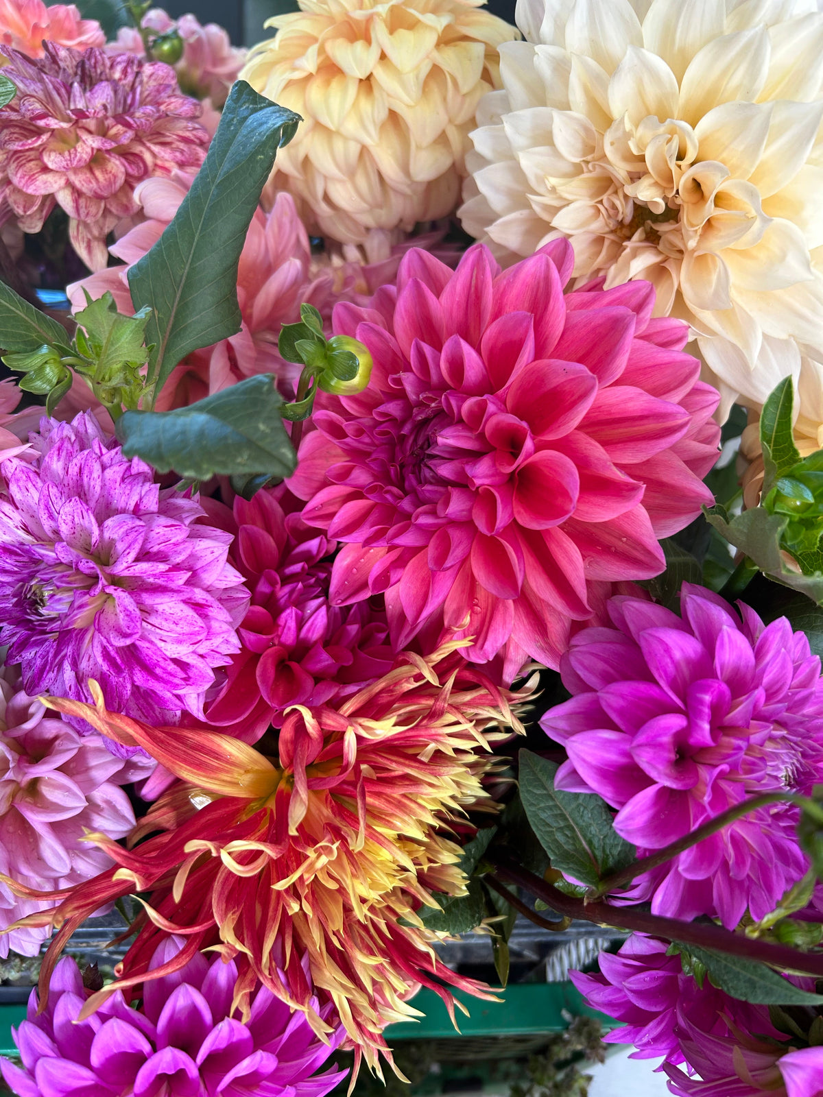 Dahlia Tubers