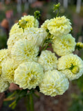 Coorabell Heather