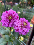 Cerise Joy