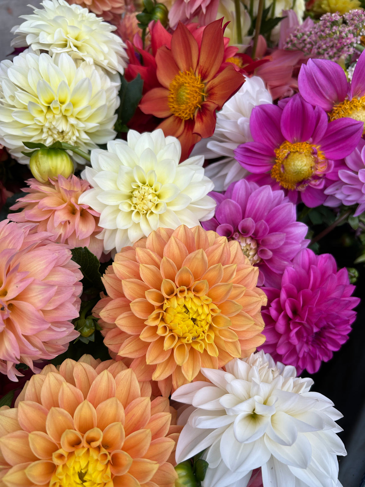 Dahlia Bucket: Grower's Choice