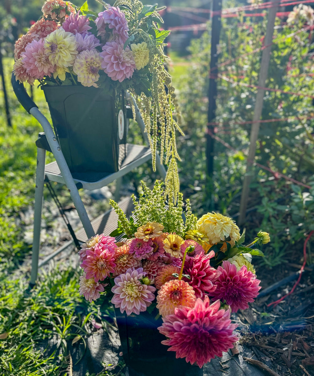 Dahlia Bucket: Grower's Choice