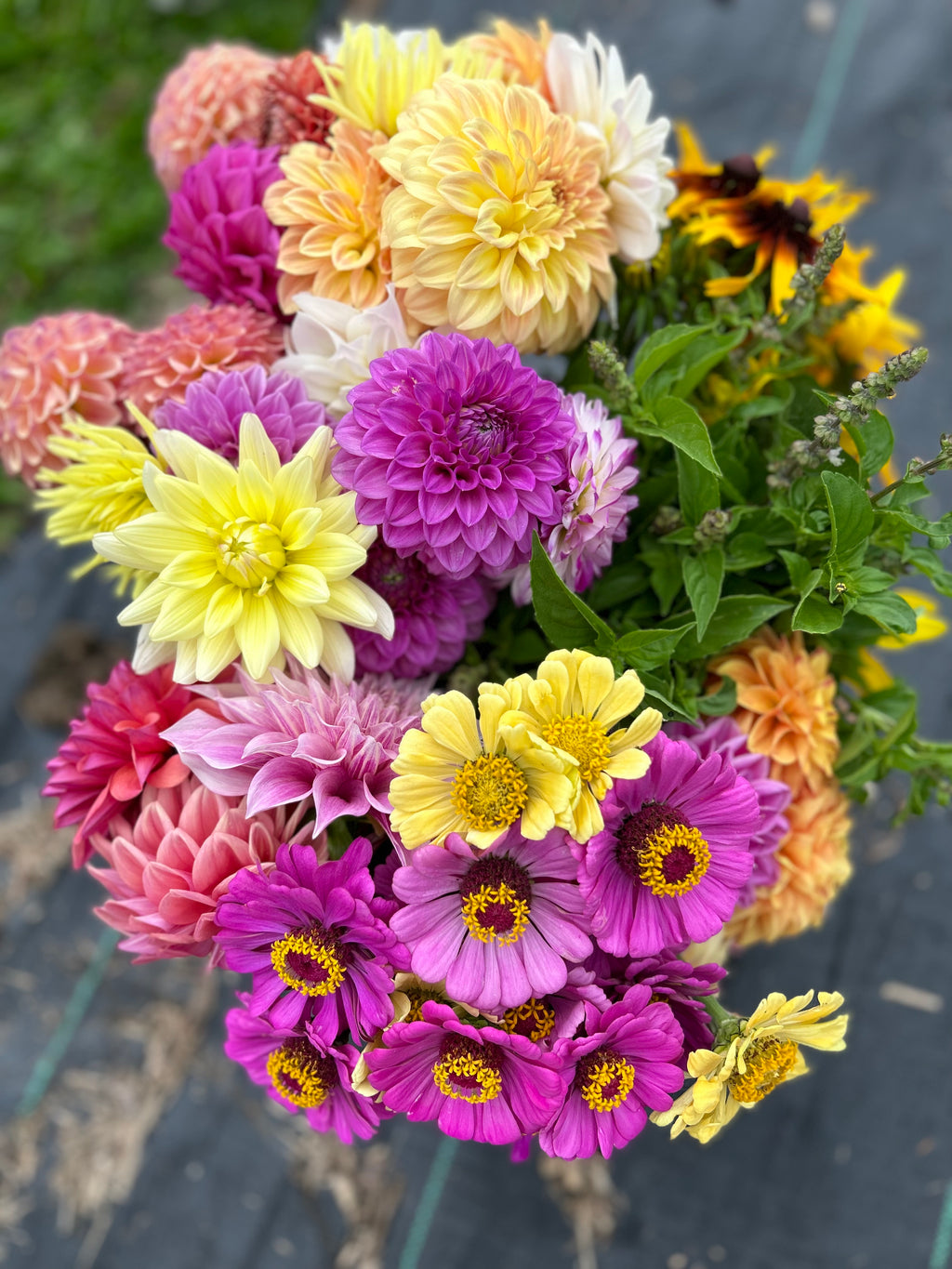 Harvest Bloom Bucket: Grower's Choice