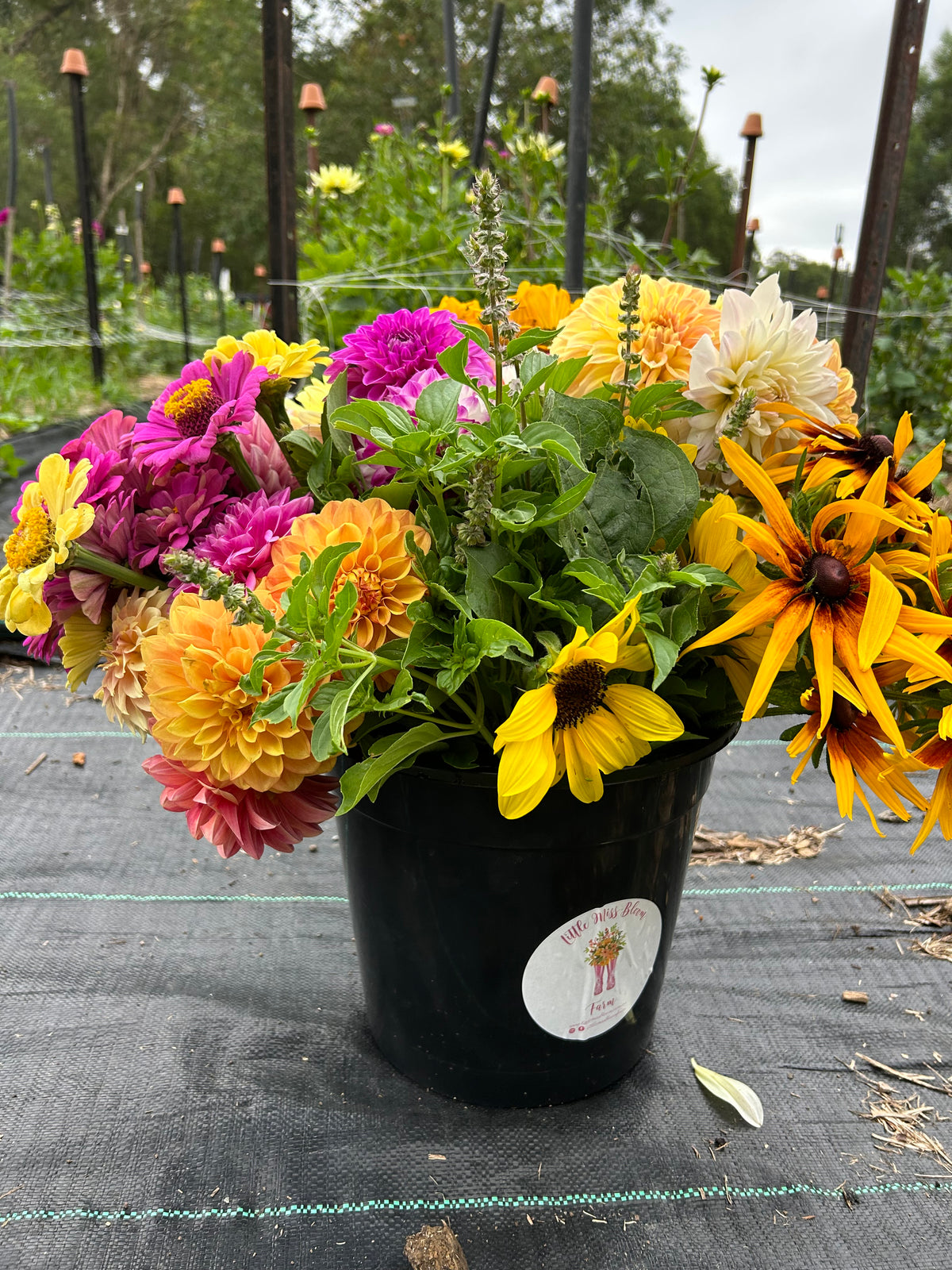 Harvest Bloom Bucket: Grower's Choice