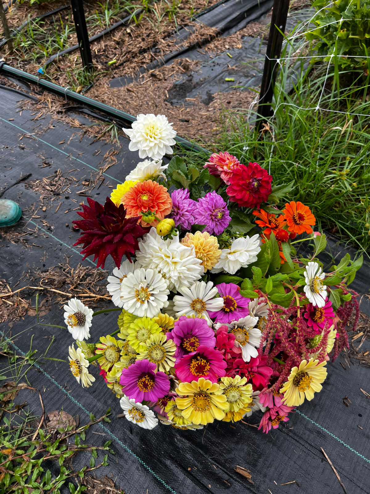 Harvest Bloom Bucket: Grower's Choice