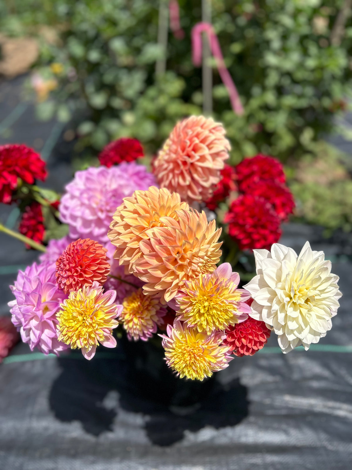Dahlia Bucket: Grower's Choice