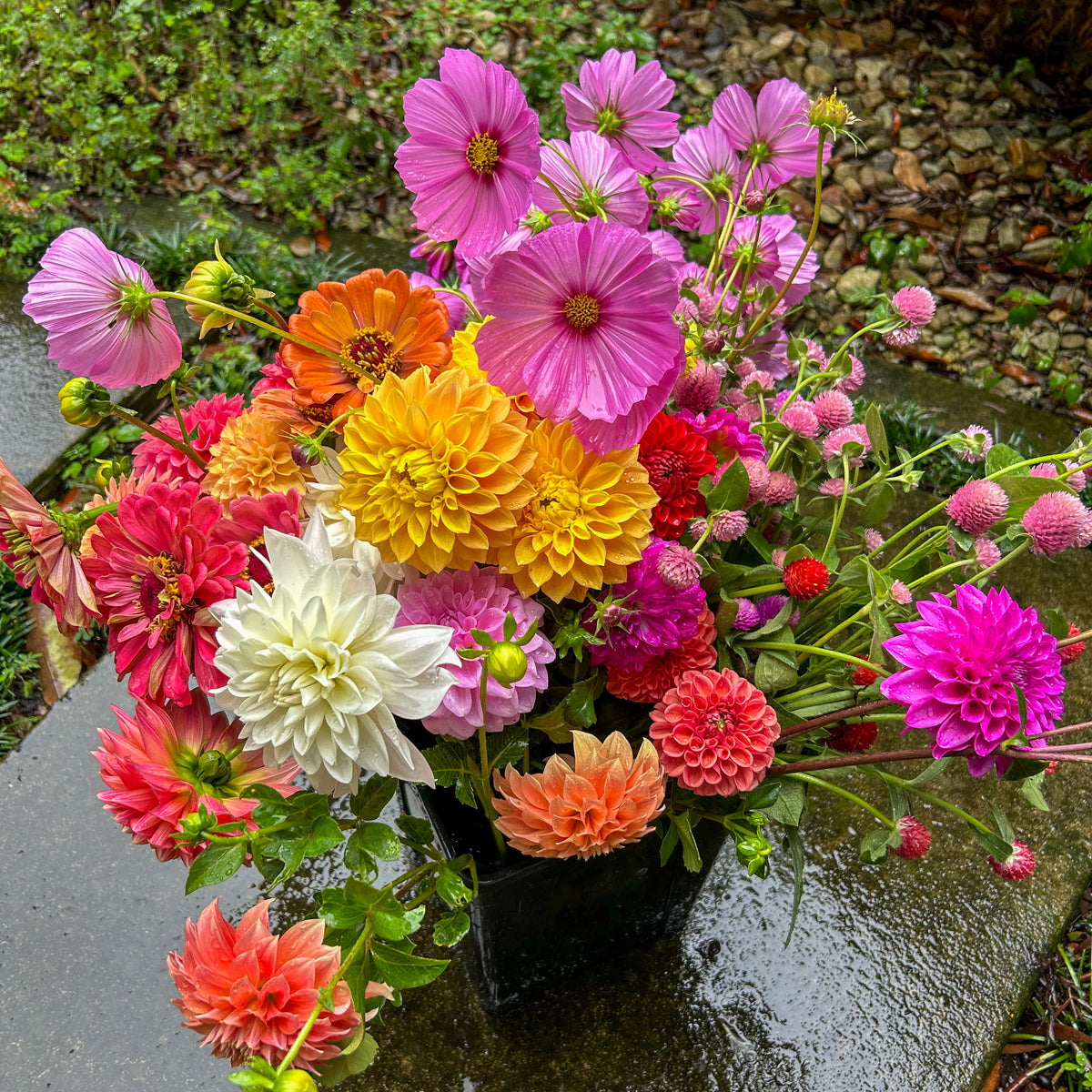Harvest Bloom Bucket: Grower's Choice