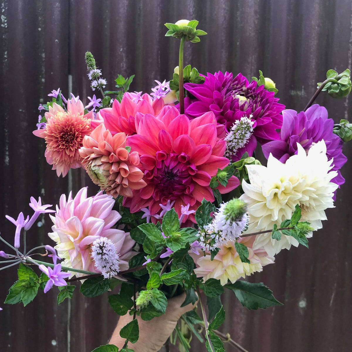 A Morning in Bloom