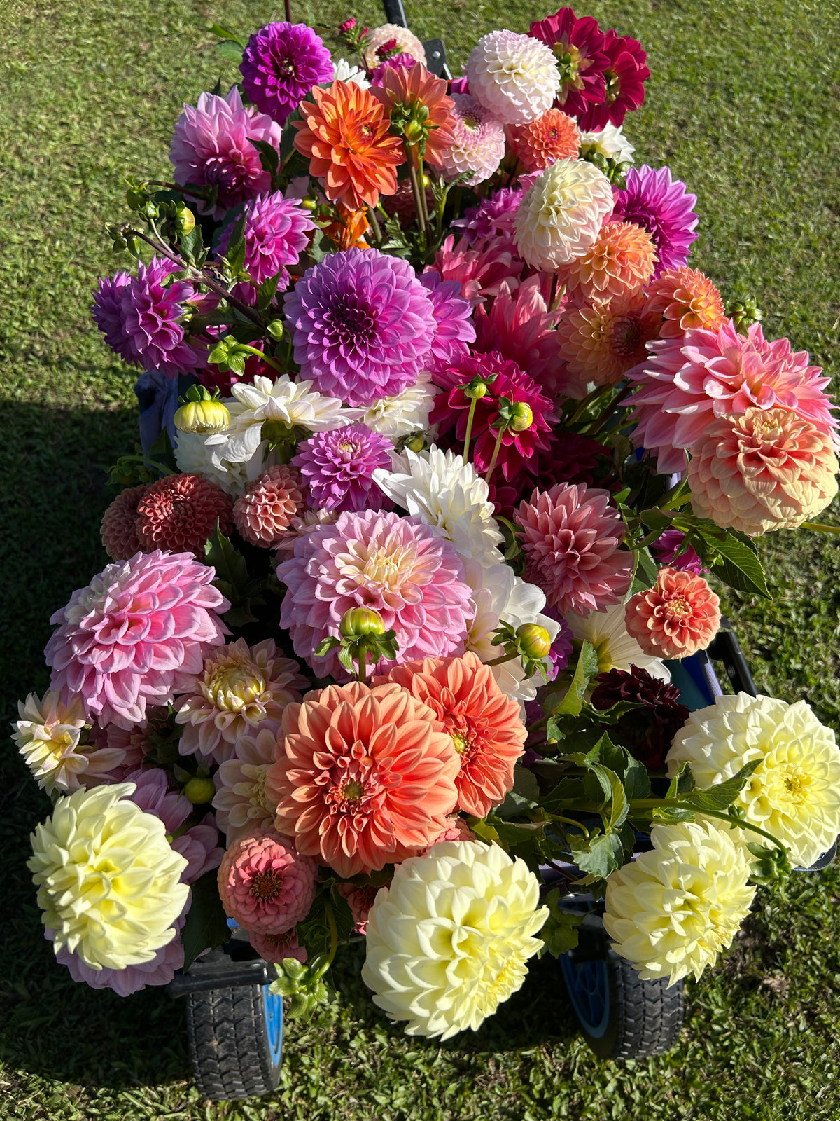 Dahlia Bucket: Grower's Choice